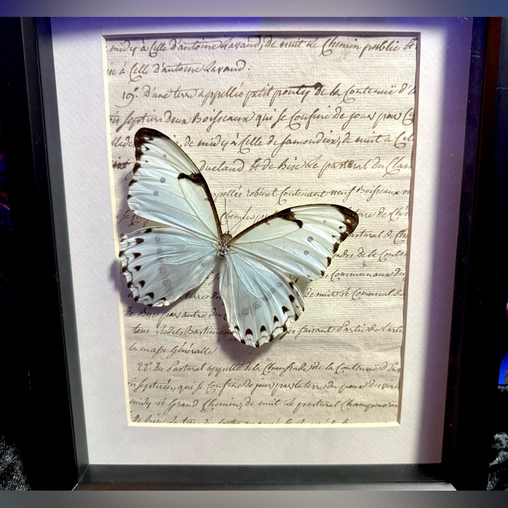 Rare Mint Morpho Butterfly Mounted Taxidermy Framed Wall Art 🦋 - Picture 2 of 13
